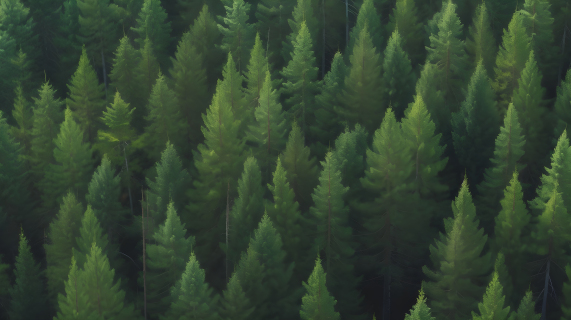 苍翠与光影：生长中的松树摄影图
