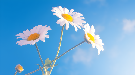 蓝天白云下的两朵雏菊摄影图片