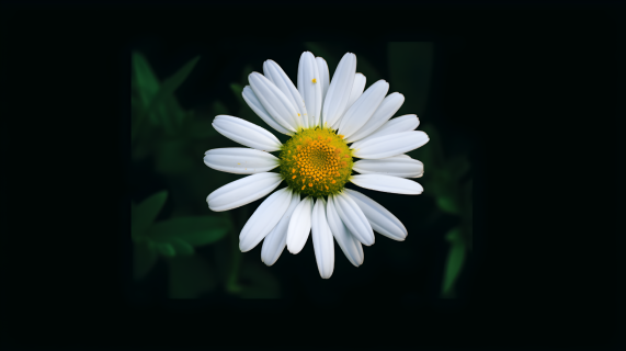 黑绿草地中的白花摄影图