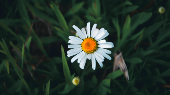 白色小雏菊摄影图