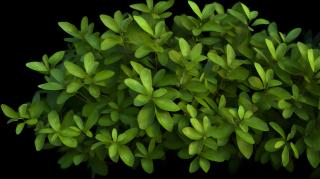 神秘幽静的绿叶丛生摄影图