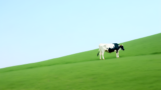 草原牧场中的奶牛摄影图