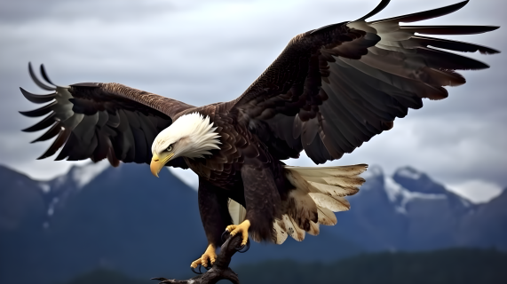 壮丽自然之巅——鹰的摄影图片
