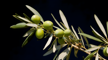 橄榄树枝摄影图