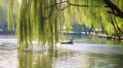 柳树绿色风景摄影图片