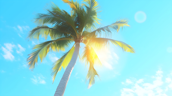 热带风情明媚的棕榈树与阳光摄影图片
