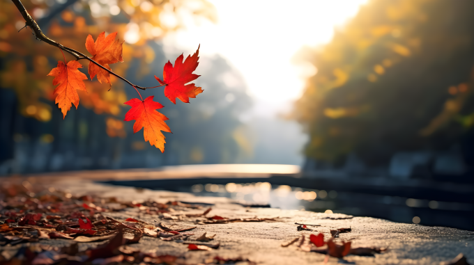 秋季橙色枫叶摄影图片