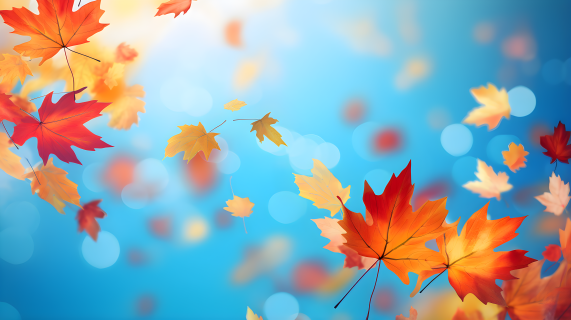秋天彩色落叶在蓝色背景上摄影图