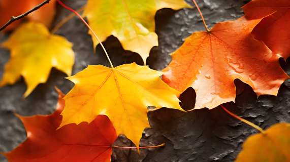 大自然中秋天的树叶摄影图片
