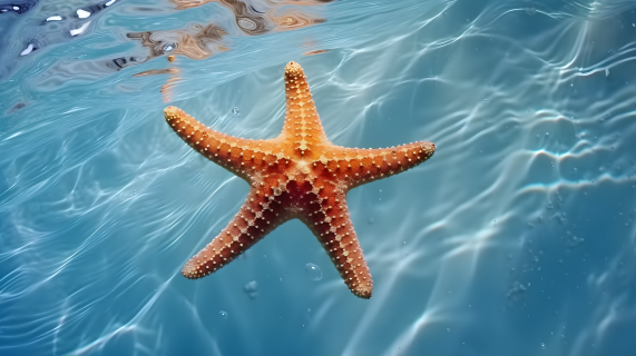 清澈水中漂浮的海星摄影图片