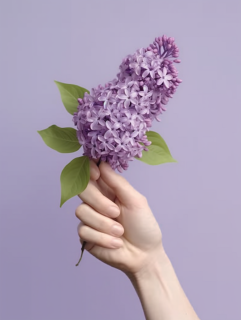紫丁香花在女性手中摄影图片