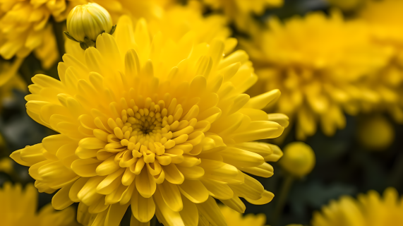 绽放的黄色菊花摄影图