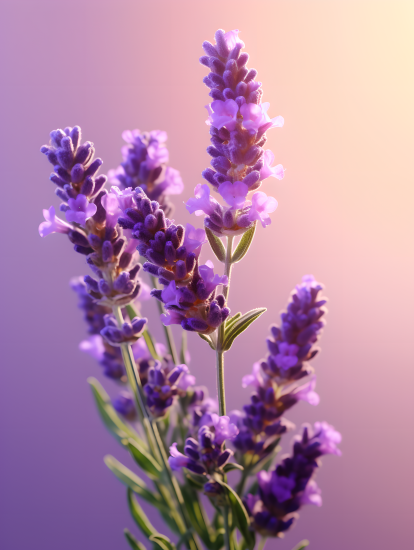 浪漫薰衣草摄影图片