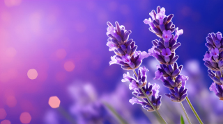 紫色薰衣草特写摄影图
