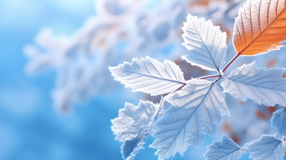 冬季树叶上的霜摄影图片