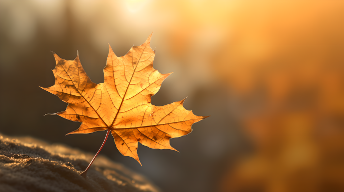 秋日落日林间枫叶飘落摄影图