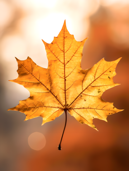 优雅秋天枫叶摄影图