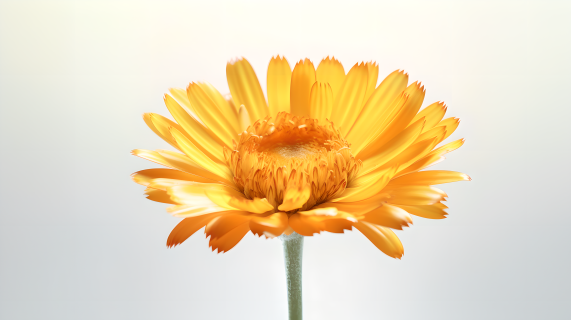 自然植物黄色花朵美容品提取物摄影图