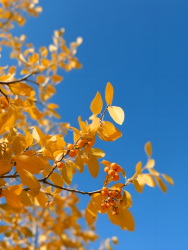 秋日落日映衬的树叶摄影图