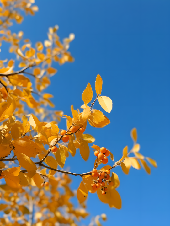秋日落日映衬的树叶摄影图版权图片下载