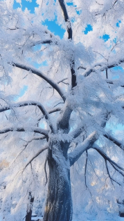 树叶上结霜摄影图片