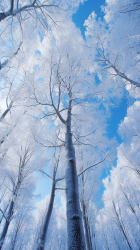 树叶上结霜细节摄影图片