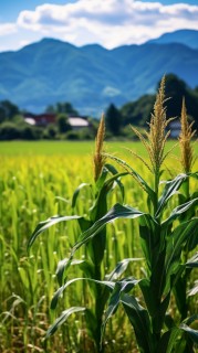 农业生态山脉旁的玉米地摄影图片
