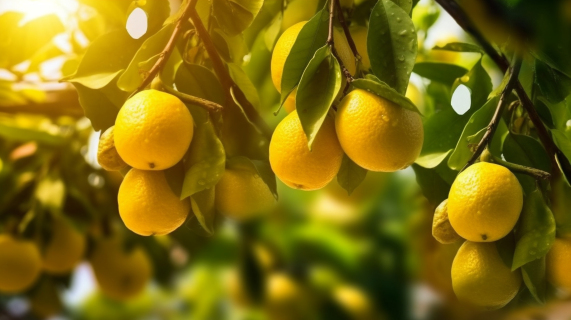 阳光下柠檬果树摄影图