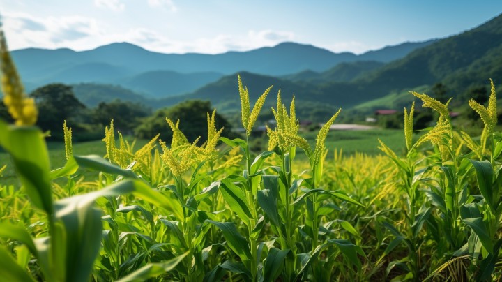 山脉旁的玉米植物摄影图版权图片下载