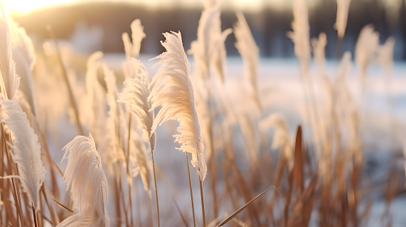 白色芦苇冬日景观近景摄影图片
