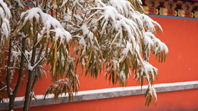 红墙竹叶落满大雪摄影图