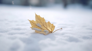 白色雪地上的一片叶子摄影图片