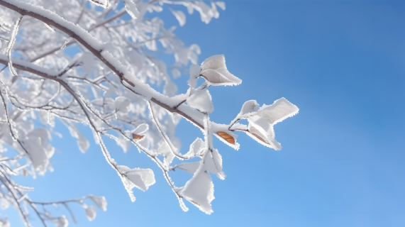 雪中枝桠共寒天摄影图片