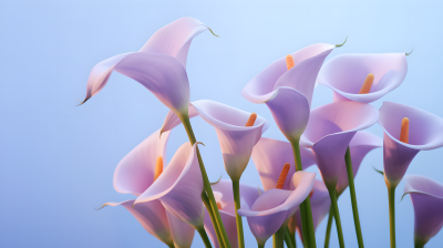 紫色庐草优雅风格摄影图片