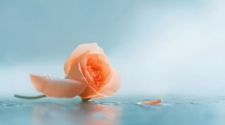 小清新植物浪漫玫瑰花图片