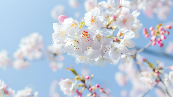 白色樱花美丽春天图片