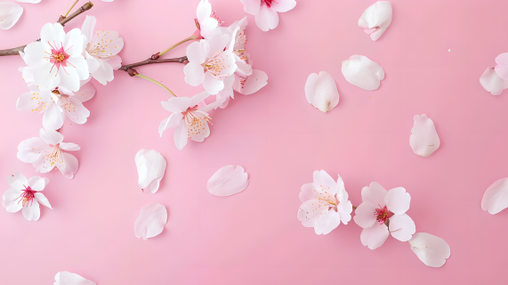 樱花粉色背景图片