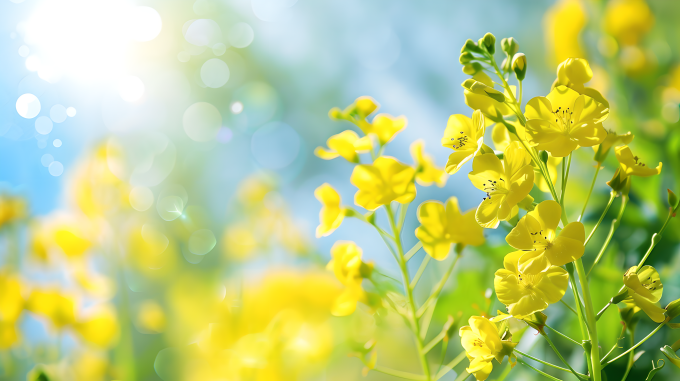 油菜花自然美景图片