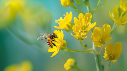 蜜蜂停在黄色油菜花上图片