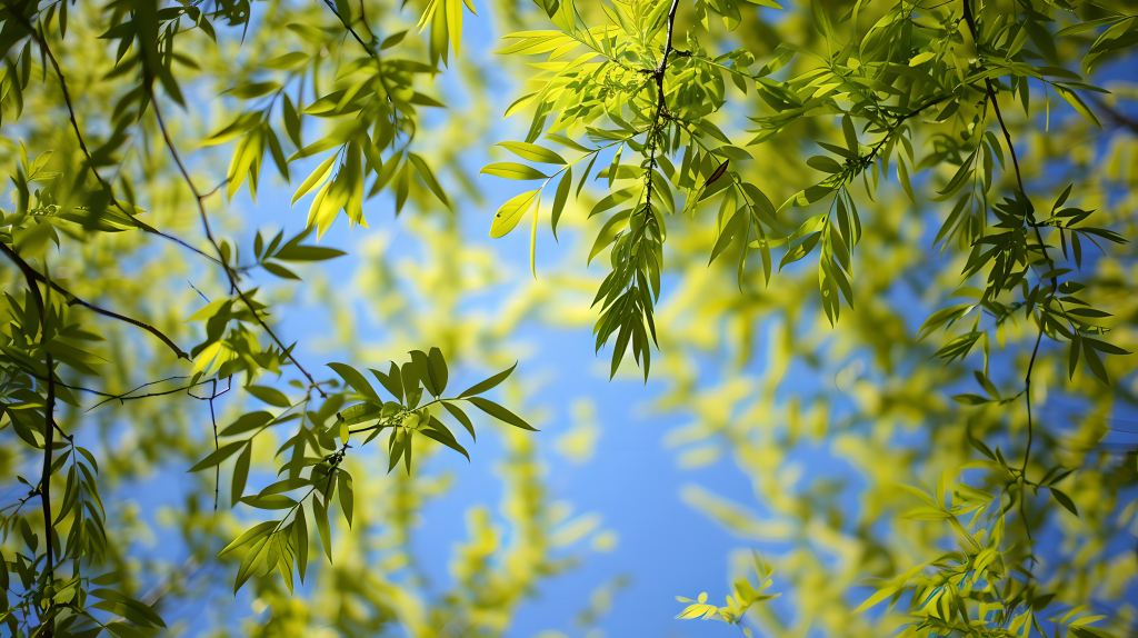 春天柳树仰拍版权图片下载