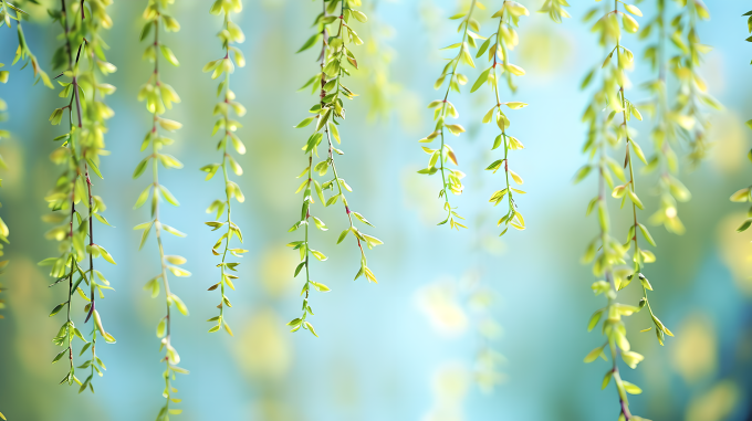 春天柳树嫩芽图片