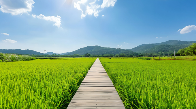 乡村阳光下的稻田图片