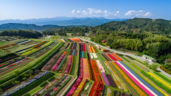 花田航拍图片