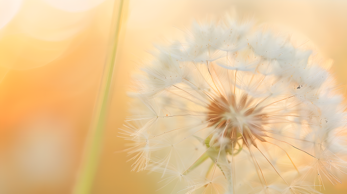 蒲公英特写图片