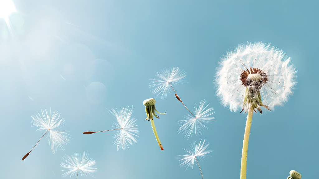 蒲公英唯美风光版权图片下载