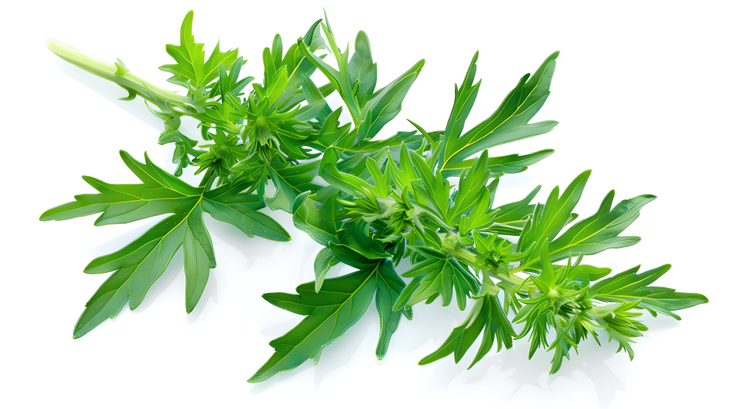 艾草白色背景图片