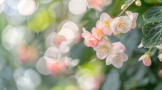 海棠花梦幻花海图片