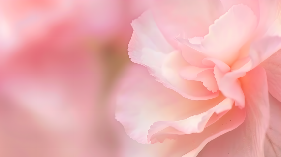 柔焦粉色海棠花花瓣图片