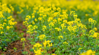 荠菜小黄花图片