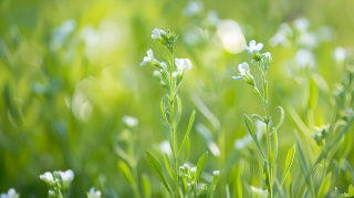 荠菜朦胧感图片